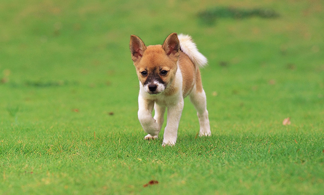 驻马店叮叮宠物商业计划书案例